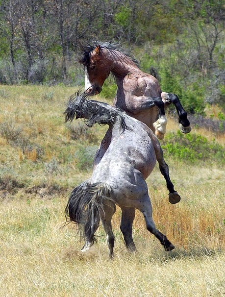 Foto-Articolo-Cosa fare se il cavallo si impenna-1