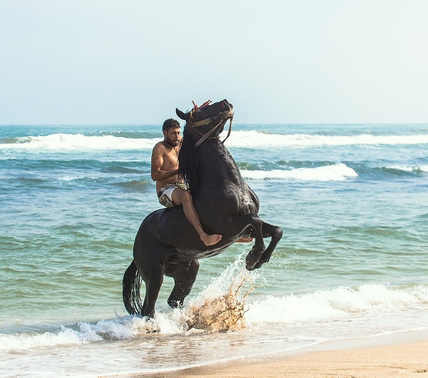 Foto-Articolo-Cosa fare se il cavallo si impenna-2