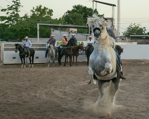 Foto-Articolo-Cosa fare se il cavallo si impenna